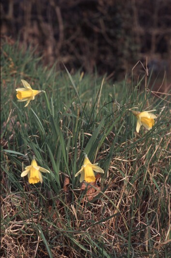 Wild Daffodils